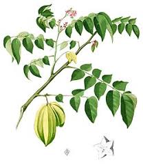 Image result for Averrhoa carambola