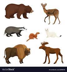 Lions, leopards, wolves, and other predators—animals that hunt other animals—will eat. Forest Animals With Fluffy Fur Predators And Vector Image Forest Animals Animals Predator