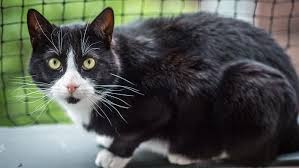 Weitere ideen zu katze zaun, katzengarten, katzengehege. Balkon Garten Katzensicher Machen So Geht S Tiergesund De