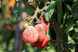 Die tomate (solanum lycopersicum), in teilen von österreich sowie in südtirol auch der paradeiser bzw. Tomatenkrankheiten Einfach Erkennen 14 Schadbilder Pflege Tipps