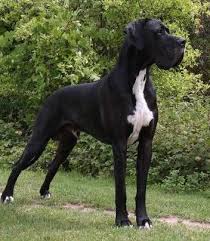 Deutsche Dogge