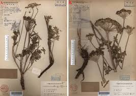 Image result for Afroligusticum