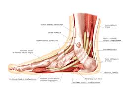 Maybe you would like to learn more about one of these? Muscles Of The Leg And Foot Photograph By Asklepios Medical Atlas