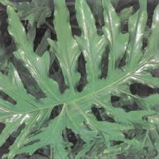 A deep burgundy color on the underside makes this a cool houseplant. Saddle Leaf Philodendron A Profile Of A House Plant Howstuffworks