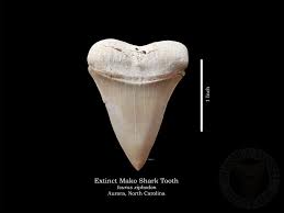Aurora Fossil Museum Shark Tooth Identification