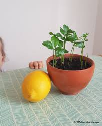 Nature On A Fait Pousser Des Pepins De Citron L Atelier Des Loups Jardinage En Pots Faire Pousser Un Citronnier Trucs Et Astuces Jardinage