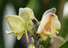 Image result for Polystachya galeata