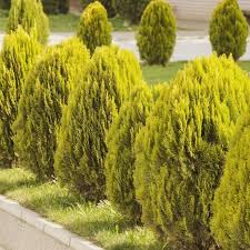 Image result for Platycladus orientalis