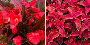 At this year's annual meeting the cba/abc will have a display booth. Celebrate Canada Day With These Red And White Annuals Eising Garden Centre