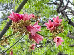 Image result for Brachychiton discolor