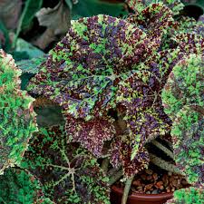 Image result for Begonia macrocarpa