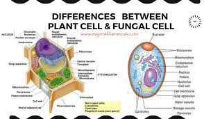6 Differences Between Plant Cell And Fungal Cell Simple Point Wise Explanation Plant Cell Teaching Biology Cell Wall