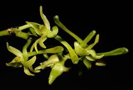 Image result for Angraecum calceolus