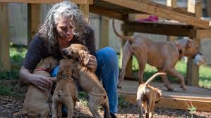 To adopt these dogs, it's as simple as showing up to meet them, making a connection, and filling out the necessary due to the high demand for puppies, we will choose potential adopters using a lottery system. Phoenix Rising Rescue To Hold First Adoption Event Since 2016