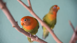 Lovebirds Species Profile