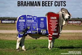 We are proud members of the american brahman breeders association (abba). Facts Are Facts Brahman Cattle