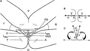 Blazek (deborahsueblaze) has discovered on pinterest, the world's biggest collection of ideas. Conjoined Twins Conception Pregnancy And Delivery A Reproductive History Of The Pygopagus Blazek Sisters 1878 1922 Sciencedirect