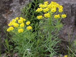 Image result for Euphorbia depauperata