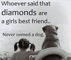 Funny Blog Posts Dog Quotes Cat Quotes Funny Puppies Funny