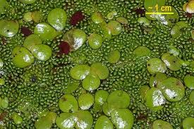 Image result for Wolffia arrhiza