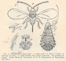 Image result for Mikania sagittifera