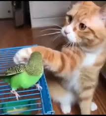Bird Videos For Cats To Watch Online Pin On Gatos