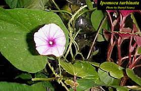 Image result for Ipomoea turbinata