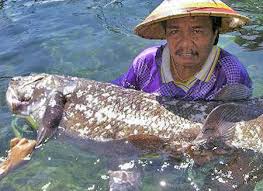 Parcourez notre sélection de coelacanthe : Decouverte D Un Nouveau Coelacanthe Vivant Poisson Prehistorique