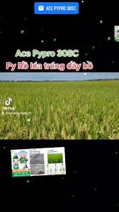 Ace pypro 30SC
