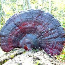 Image result for Ganoderma tsugae