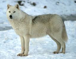 Find the perfect baby arctic wolf stock photo. Arctic Wolf Wild Kratts Wiki Fandom
