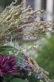 Our database entry for texas broomweed (gutierrezia texana) is currently incomplete, sorry. How To Grow Broomcorn In The Garden And For Floral Design The Kokoro Garden