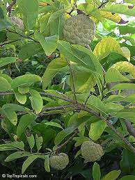 We would like to show you a description here but the site won't allow us. Annona Squamosa Sugar Apple Custard Apple Sweetsop Anon Sweetsop Atis Sitafal Seetha Payam Araticum Sharifa Toptropicals Com