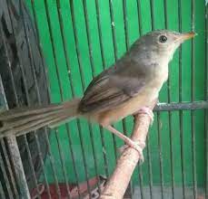 Burung ciblek kristal gacor , si kecil suara nyaring,, untuk anda yg hobi burung silahkan tonton video ini , dan kami mohon. Mengenal Jenis Burung Ciblek Habitat Harga Suara