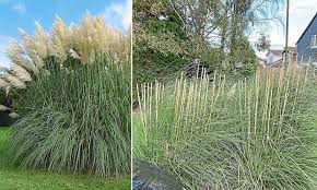 Home stacey solomon stacey solomon shares baby news. Swinger Grass Is The New Target Of Garden Thieves Daily Mail Online