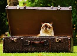 If you are nervous, plan shorter trips away from the rv. Full Timing With Felines 5 Rv Hacks Your Cat Will Love Rvshare Com