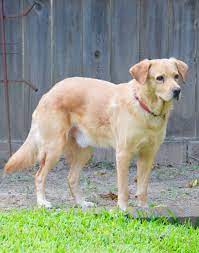 Grr's main function is to provide a network for sheltering, rehabilitation and placing golden retrievers in permanent homes in central texas. Dog For Adoption Gryff A Golden Retriever Mix In Houston Tx Petfinder