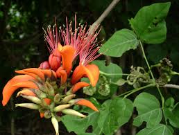Image result for Erythrina livingstoniana