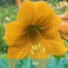 Hippeastrum Bulbs Amaryllis Origin For Peru And Brazil Now Widely Distributed In The World After The Introduction There Ar Calas Flores Flores Bonitas Flores