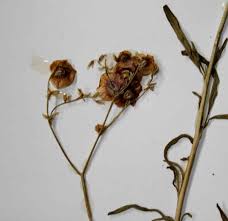 Image result for Limeum pterocarpum