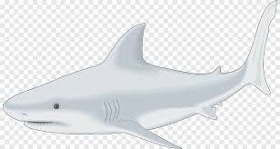 Tiger Shark Bull Shark Whale Shark Drawing Fish White Marine Mammal Png Pngegg Here presented 55+ bull shark drawing images for free to download, print or share. tiger shark bull shark whale shark