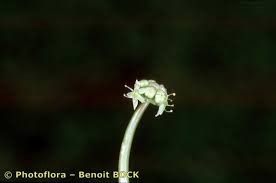 Image result for Hydrocotyle ranunculoides