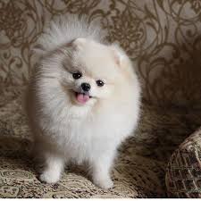 Pomeranian Bold And Inquisitive Pomeranian Puppy Pomeranian Dog Puppies