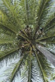 Image result for Cocos nucifera