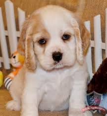 Find dogs and puppies locally for sale or adoption in brandon area : Brandon The Cocker Spaniel Cocker Spaniel Puppies Dog Lovers
