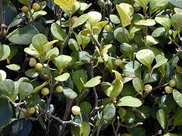 Image result for Ficus oreodryadum