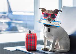 Offering boarding, daycare, grooming & other services for dogs. South West Houston Dog Hotel Near Me Fondren 5 Star Pet Resort
