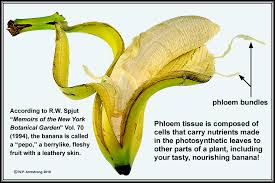 Check spelling or type a new query. Carambola Jaboticaba Banana Mangosteen Kiwi