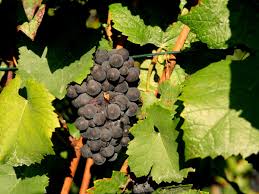 È un grande albero di altezza da 10 a 15 m, a foglie caduche, ed a portamento simile al faggio; Immagini Belle Paesaggio Vigneto Frutta Foglia Collina Cibo Produrre Autunno Agricoltura Vino Rosso Succo Ragno Le Foglie Viti Arbusto Peste Estate Inoltrata Stoccarda Stupro Viticoltura Uva Passa Pianta Fiorita Vitis Heilbronn