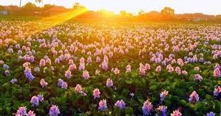 We did not find results for: Indahnya Kebun Eceng Gondok Yang Menjadi Area Spot Swafoto Di Cirebon